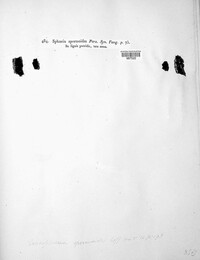 Lasiosphaeria spermoides image